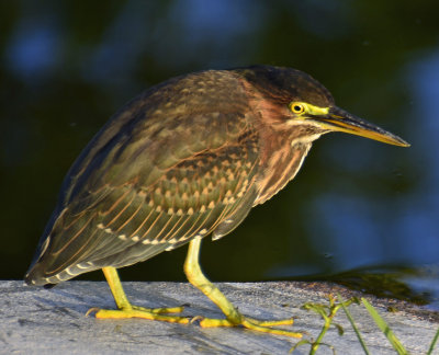 Green Heron4.jpg