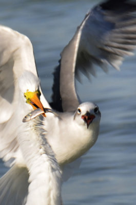 White Egret.jpg