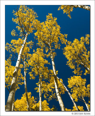 Aspens and Blue Sky, Maroon Bells Snowmass Wilderness, Colorado, 2013