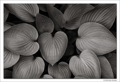 Corn Lillies, Japanese Gardens, Fort Worth, TX, 2014