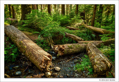 Logs and Creek, Olympic National Park, Washington, 2014
