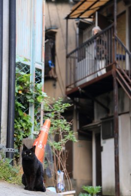 tokyo_cat_town