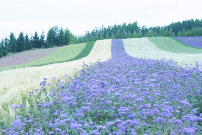 hokkaido__japan