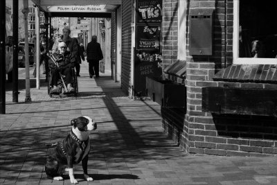 SDIM0890_A Dog's Life_London 
