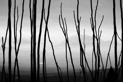 Three shots into B+W from Kodak DCS14n