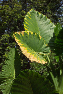 DCS14n-leaves1.jpg