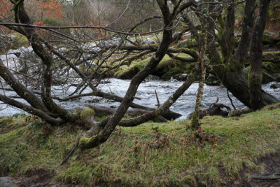  River and branches.jpg