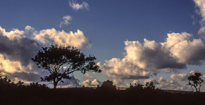 _Thorn_tree_and_clouds.jpg