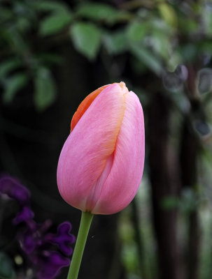  Tulip_35mm.jpg