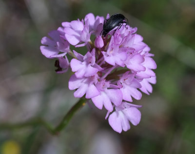  Flower_ with_ beetle