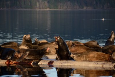 Sea lions at Fanny Bay