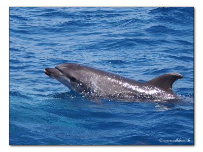 Dolphin - Delphin (4314)