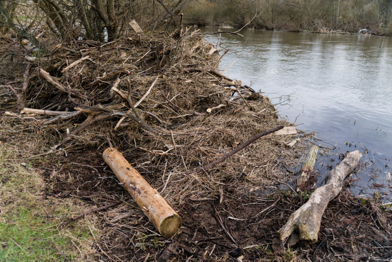 riverdriftwood-30mm4p5.jpg