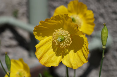 poppy-finejpeg-70mm.jpg