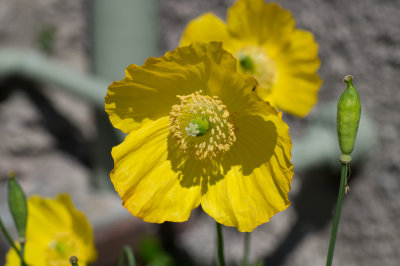 poppy-raw-70mm.jpg