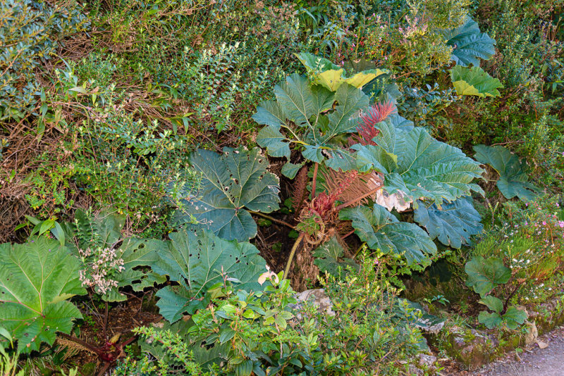 Huge leaves