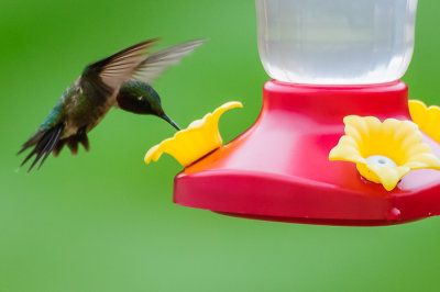 Hovering at the feeder
