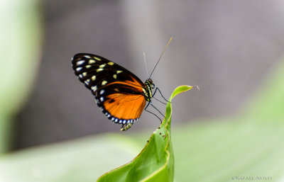 Costa Rican Fauna
