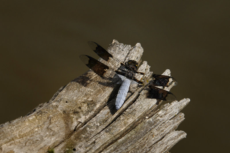 Libellule lydienne / Plathemis lydia mle / Skimmer dragonfly