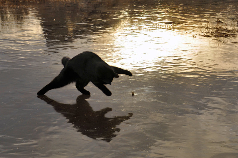 Pierre Joly PHOTOGRAPHE FocusNature