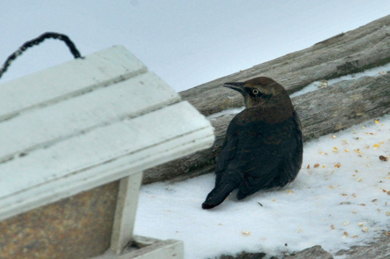 RUSTY BLACKBIRD / QUISCAL ROUILLEUX - 21 Dec 2013