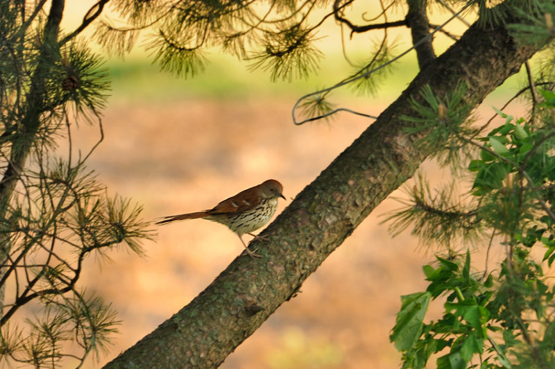 Brown thrasher / Moqueur roux