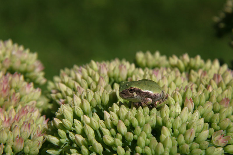 Gray tree frog / Hyla versicolor / Rainette versicolore