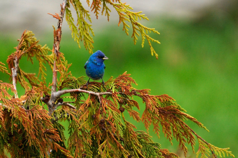 Passerin Indigo (M)