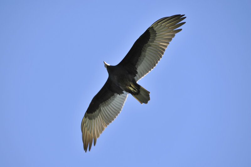 Urubu  tte blanche / White headed turkey vulture