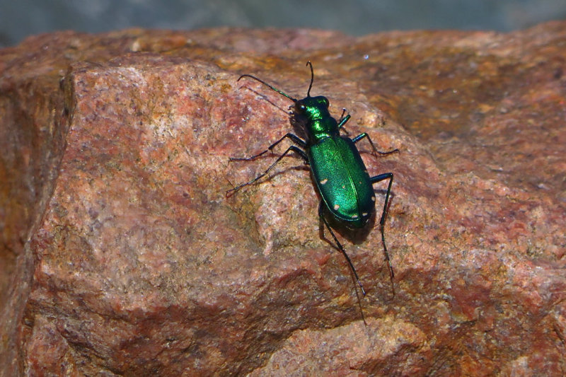 Cicindlle 6 points (Green Tiger Beetle) 