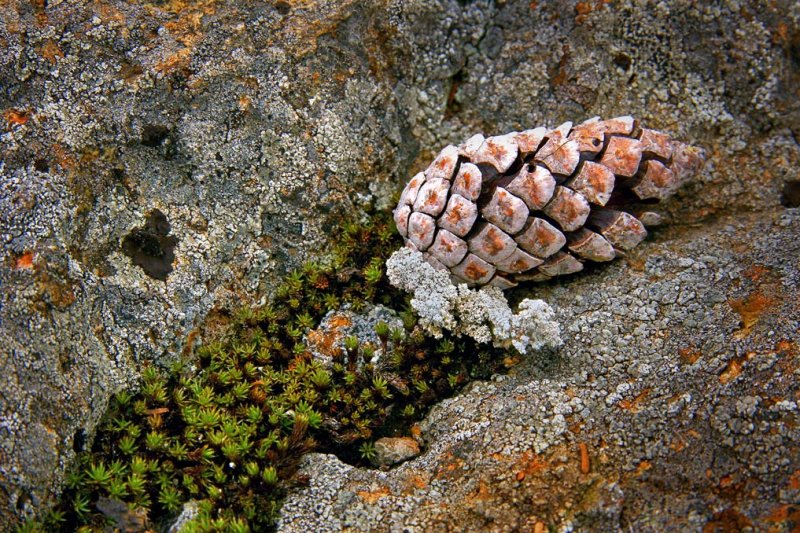Pierre Joly PHOTOGRAPHE FocusNature