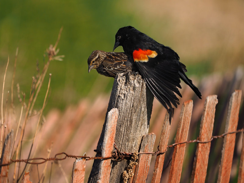 Carouge  paulettes en copulation / Red-winged Blackbird mating and copulation