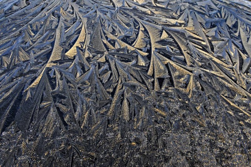 Pierre Joly PHOTOGRAPHE FocusNature
