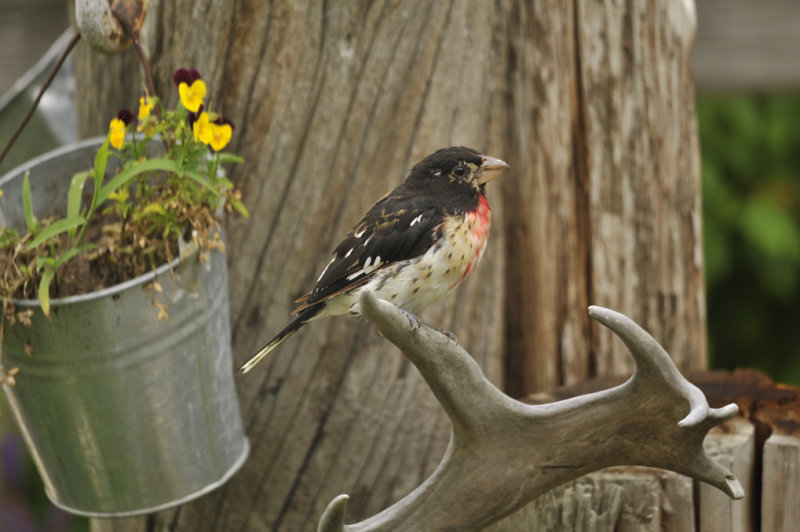 CARDINAL POITRINE ROSE