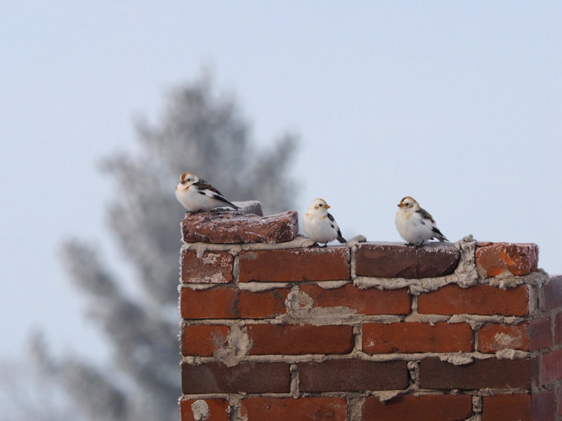 PLECTROPHANE (BRUANT) DES NEIGES * / SNOW BUNTING *