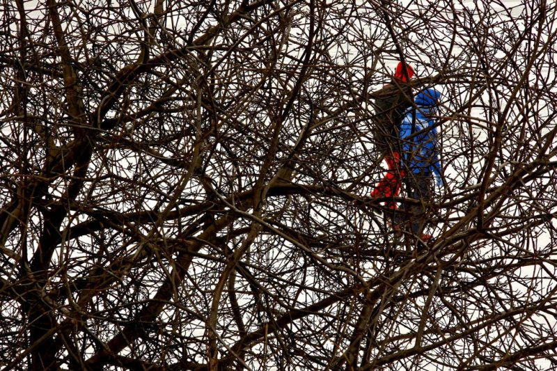 Couple branch