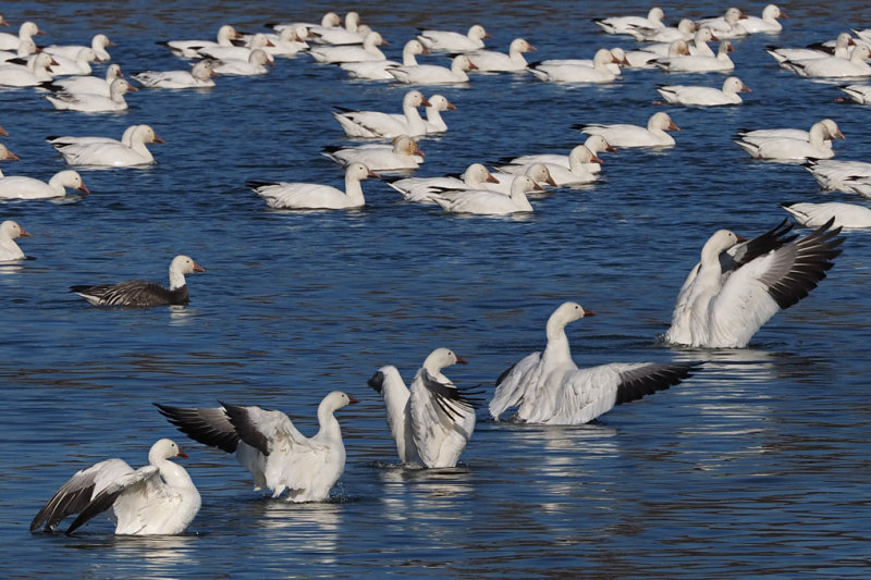OIE BLANCHE ( -1- forme bleue / plus rare )  St-Antoine-Sur-Richelieu