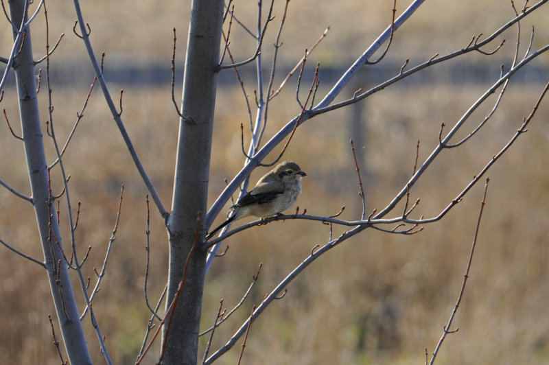 Northern Shrike / Pie griche grise / Great grey shrike / Klapekster