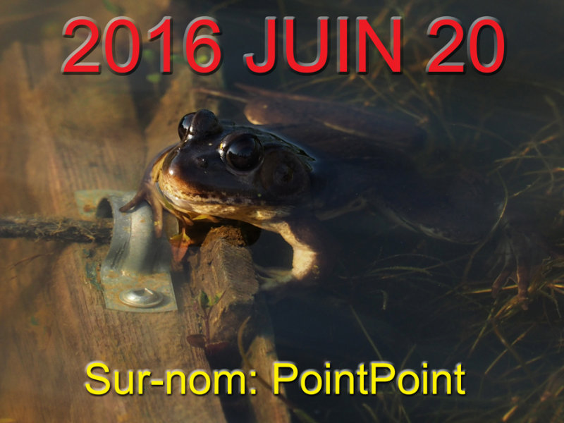 GRENOUILLE AUX YEUX NOIRS / Black eyed frog