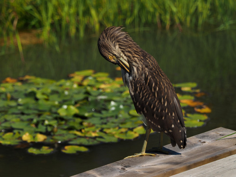 Black crowned night heron / BIHOREAU GRIS