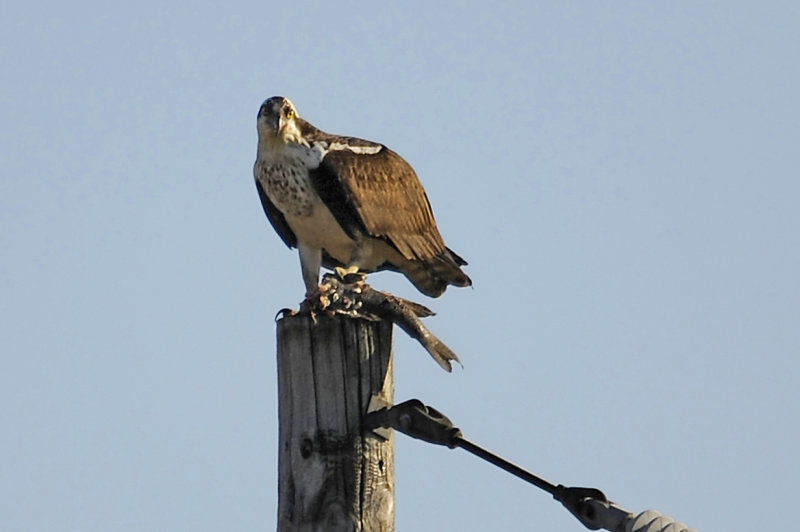 BALBUZARD / OSPREY