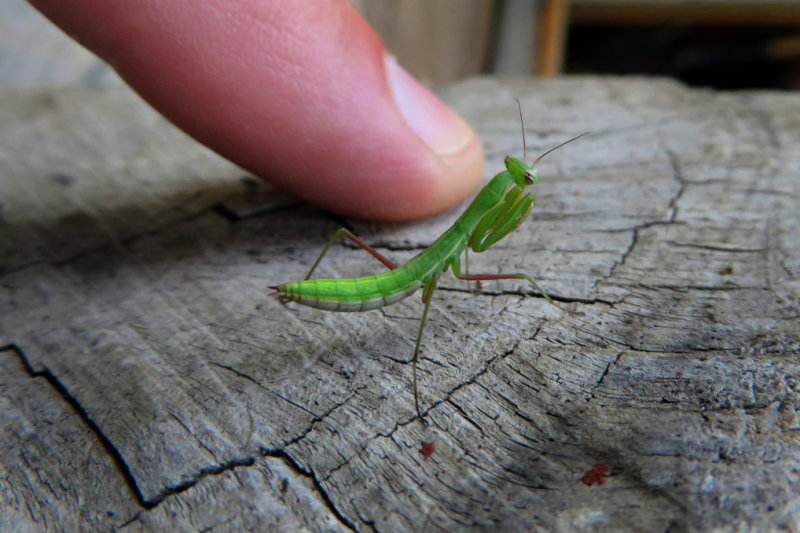 BB MANTE RELIGIEUSE / PRAYING MANTIS  / Mantis religiosa