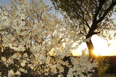 Prunus Amricana Negra / AVRIL
