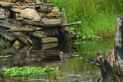 CANARDS BRANCHUS / WOOD DUCK