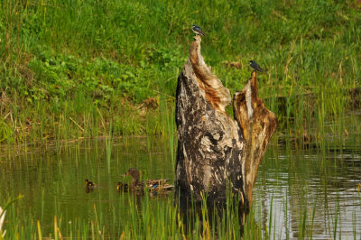 MALLARD / CANARD COLVERT 