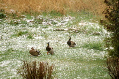 CANARD COLVERT / MALLARD