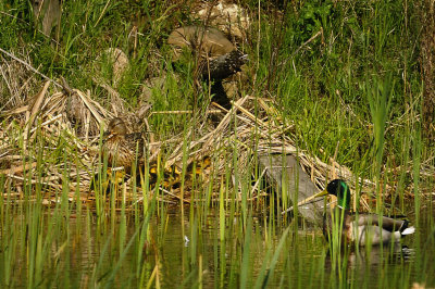 MALLARD / CANARD COLVERT 