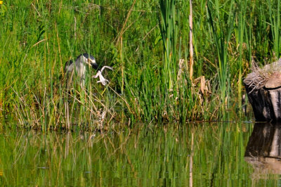 BIHOREAU GRIS / Black crowned night heron (Nycticorax nycticorax)