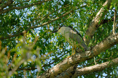 BIHOREAU GRIS / Black crowned night heron (Nycticorax nycticorax)