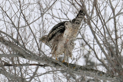 Northern Goshawk / Autour des palombes